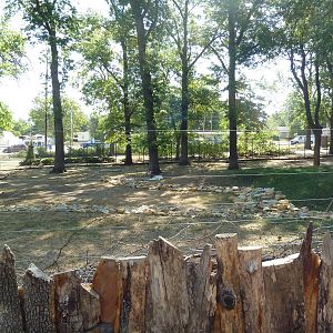 Addra Gazelle Exhibit