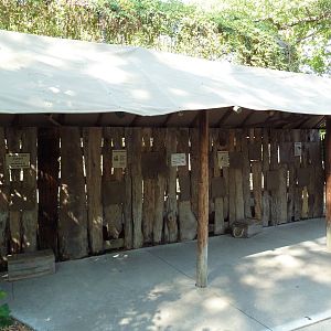 Lion Exhibit - Viewing Area