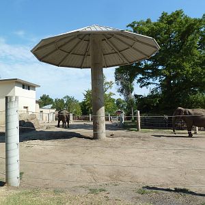 African + Asian Elephant Exhibit