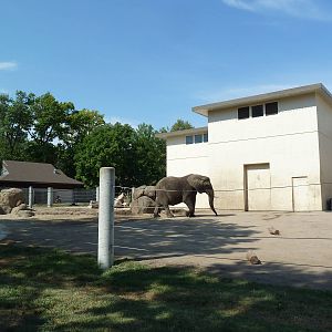 African + Asian Elephant Exhibit