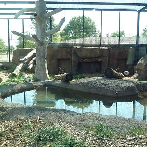 Sumatran Tiger Exhibit