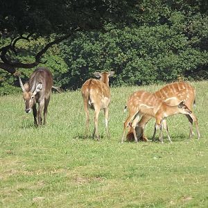Sitatunga and Waterbuck at Knowsley Safari Park 08/09/12
