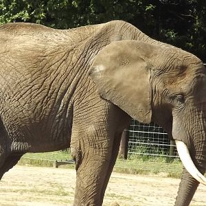 African Elephant at Knowsley Safari Park 08/09/12