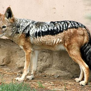 Black-backed jackal; Plzen; 1st September 2012