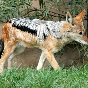 Black-backed jackal; Plzen; 2nd September 2012