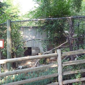 Turkey Vulture Exhibit