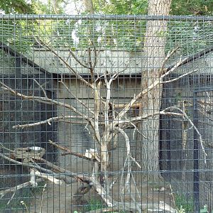 Scarlet Macaw Exhibit