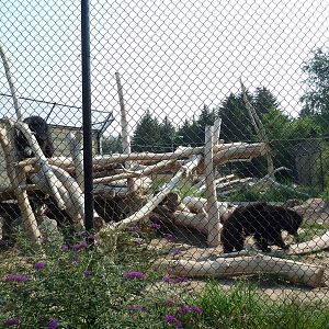 Sloth Bear Exhibit