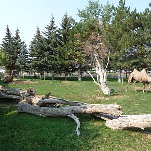 Bactrian Camel Exhibit