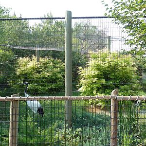 Red-Crowned Crane Exhibit