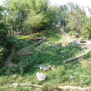 Amur Tiger Exhibit