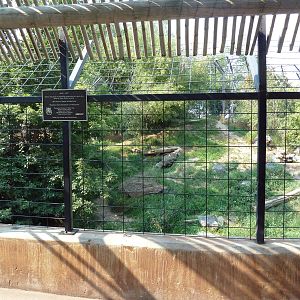 Amur Tiger Exhibit