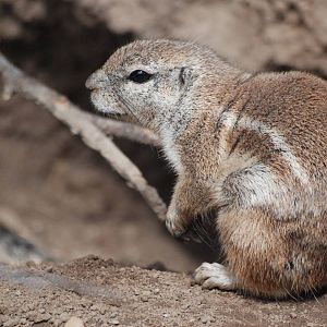 Cape Ground Squirrel at Dvur Kralove, 27/08/12