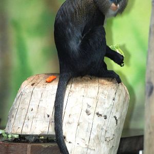 Campbell's Guenon at Dvur Kralove, 27/08/12