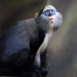 Campbell's Guenon at Dvur Kralove, 27/08/12
