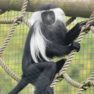 Angolan Colobus at Dvur Kralove, 27/08/12