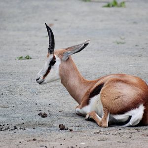 Springbok at Dvur Kralove, 27/08/12