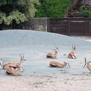 Springbok at Dvur Kralove, 27/08/12