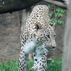 Persian Leopard at Dvur Kralove, 27/08/12