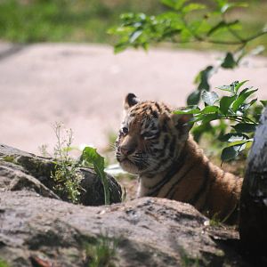 Amur Tiger Cub at Dvur Kralove, 27/08/12