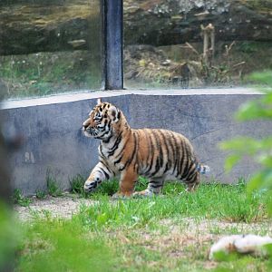 Amur Tiger Cub at Dvur Kralove, 27/08/12