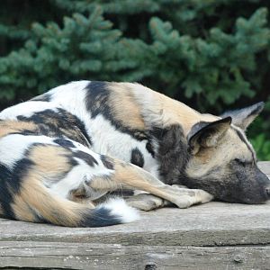 African Wild Dog at Dvur Kralove, 27/08/12