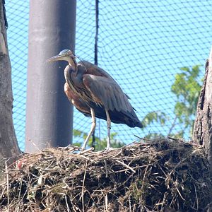Purple Heron at Dvur Kralove, 27/08/12