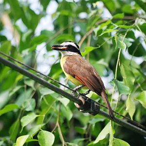 Greater Kiskadee at Dvur Kralove, 27/08/12
