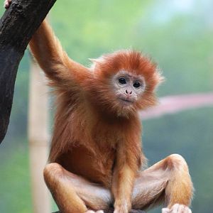 Javan Langur at Dvur Kralove, 27/08/12