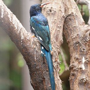 Green Wood-Hoopoe at Dvur Kralove, 27/08/12