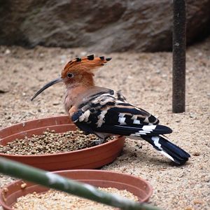Common Hoopoe at Dvur Kralove, 27/08/12