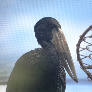 African Openbill at Dvur Kralove, 27/08/12