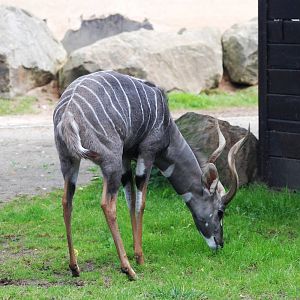 Southern Lesser Kudu at Dvur Kralove, 27/08/12