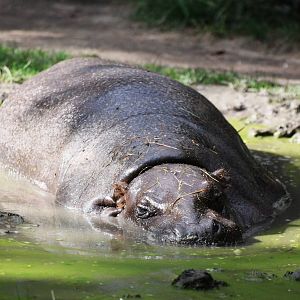 Happy Hippo at Dvur Kralove, 27/08/12