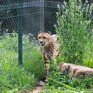 South African Cheetah at Dvur Kralove, 27/08/12