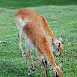 Kafue Flats Lechwe at Dvur Kralove, 27/08/12