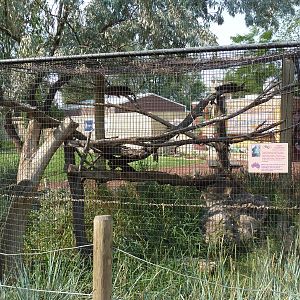 Tawny Frogmouth Exhibit