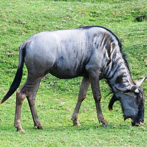 Black-bearded Brindled Gnu at Dvur Kralove, 27/08/12