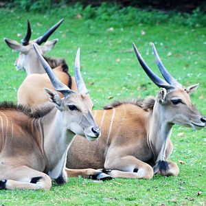 Common Eland at Dvur Kralove, 27/08/12