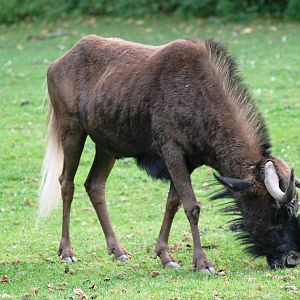 White-tailed Gnu at Dvur Kralove, 27/08/12