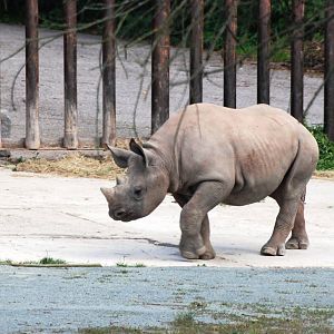 Eastern Black Rhino Calf at Dvur Kralove, 27/08/12