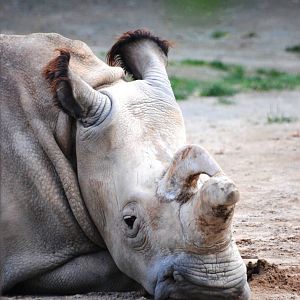 Northern White Rhinoceros at Dvur Kralove, 27/08/12