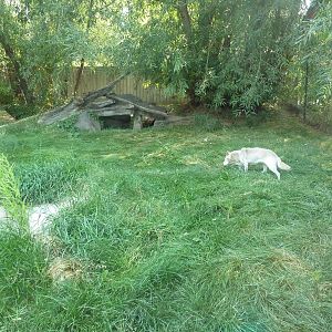 New Guinea Singing Dog Exhibit