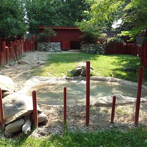 Aldabra Tortoise Exhibit