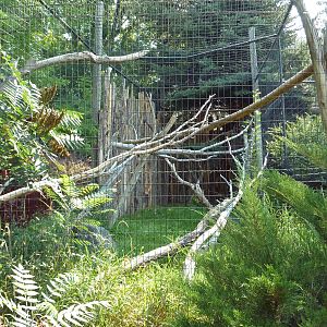 Golden Eagle Exhibit