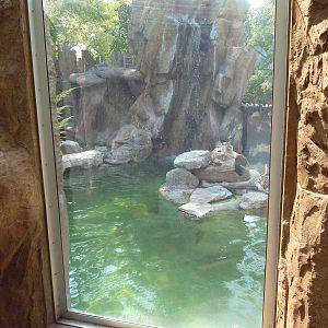 River Otter Exhibit