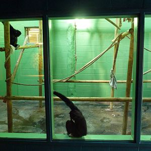 Primate Rotational Exhibit