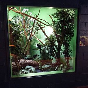 Goeldi's Monkey Exhibit