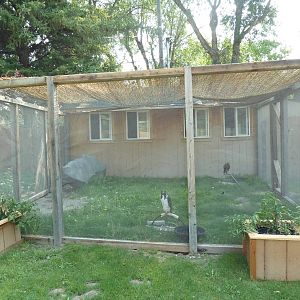 Augur Buzzard/Harris's Hawk Exhibit