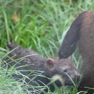 Bush dog pup